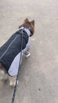 Waterproof winter dog coat with thick cotton and soft velvet lining for medium and large dogs.